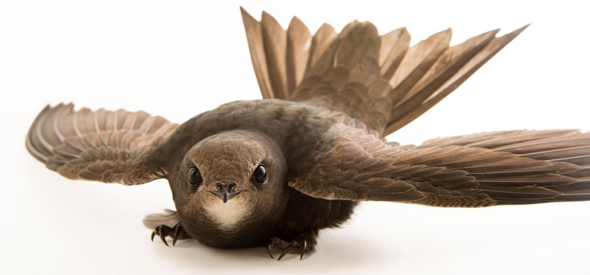 Стрижонок скрип