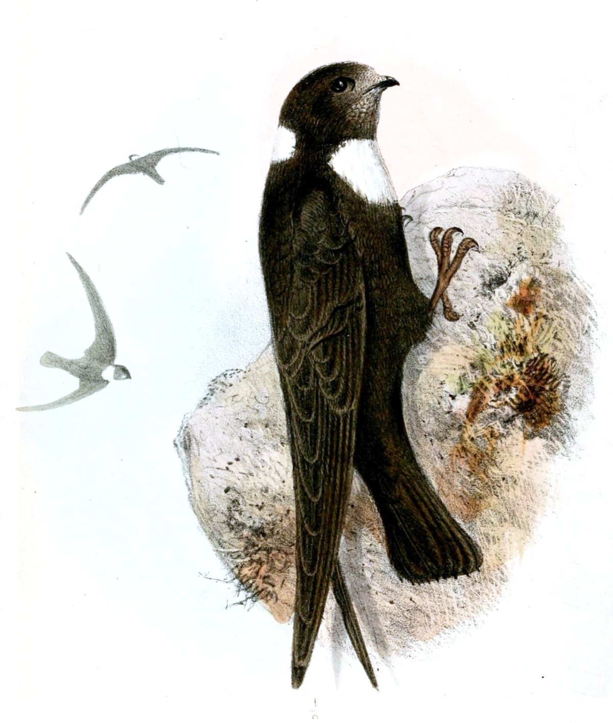 Ласточка черно белая в полете