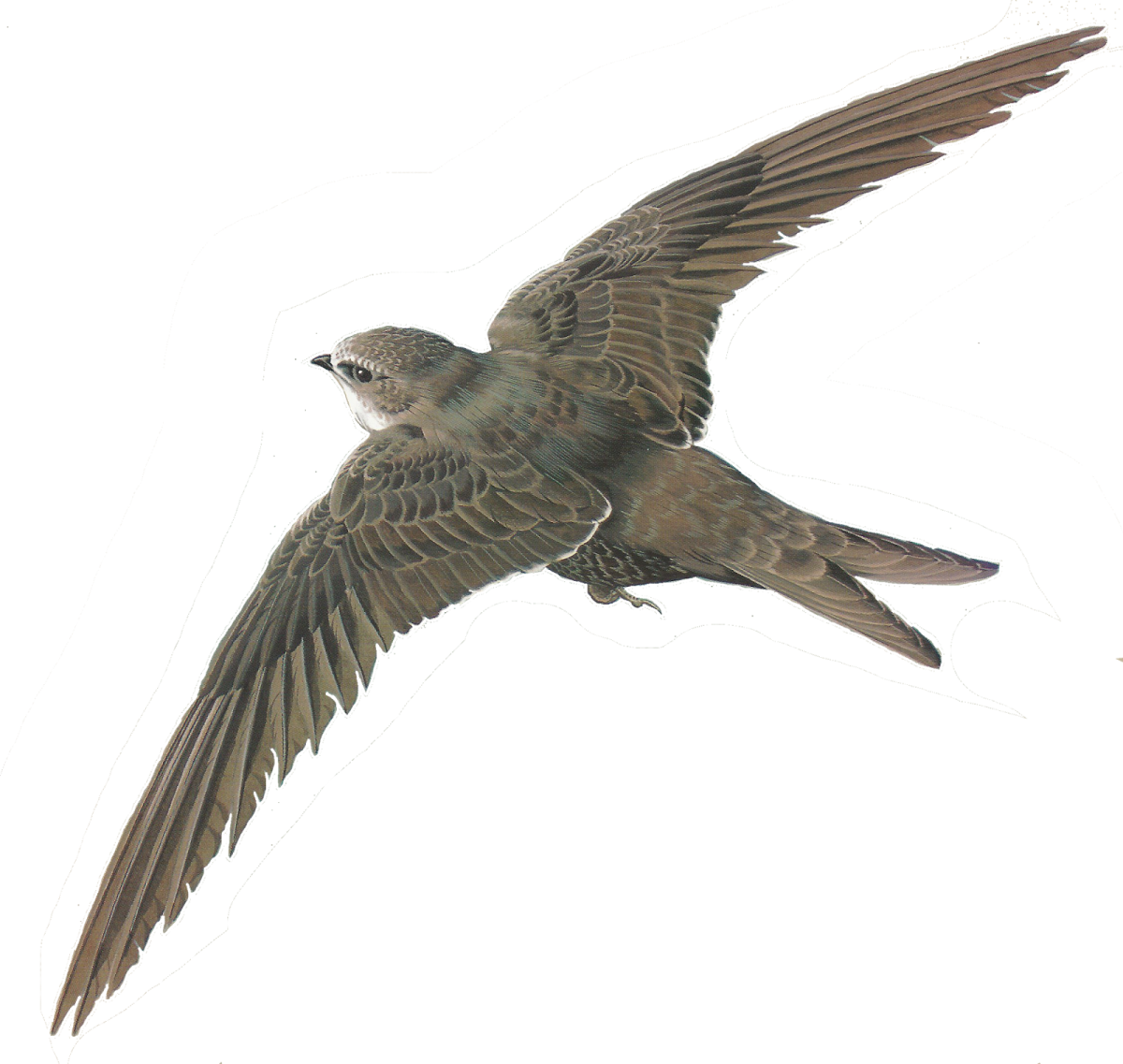 Ласточка раскраска