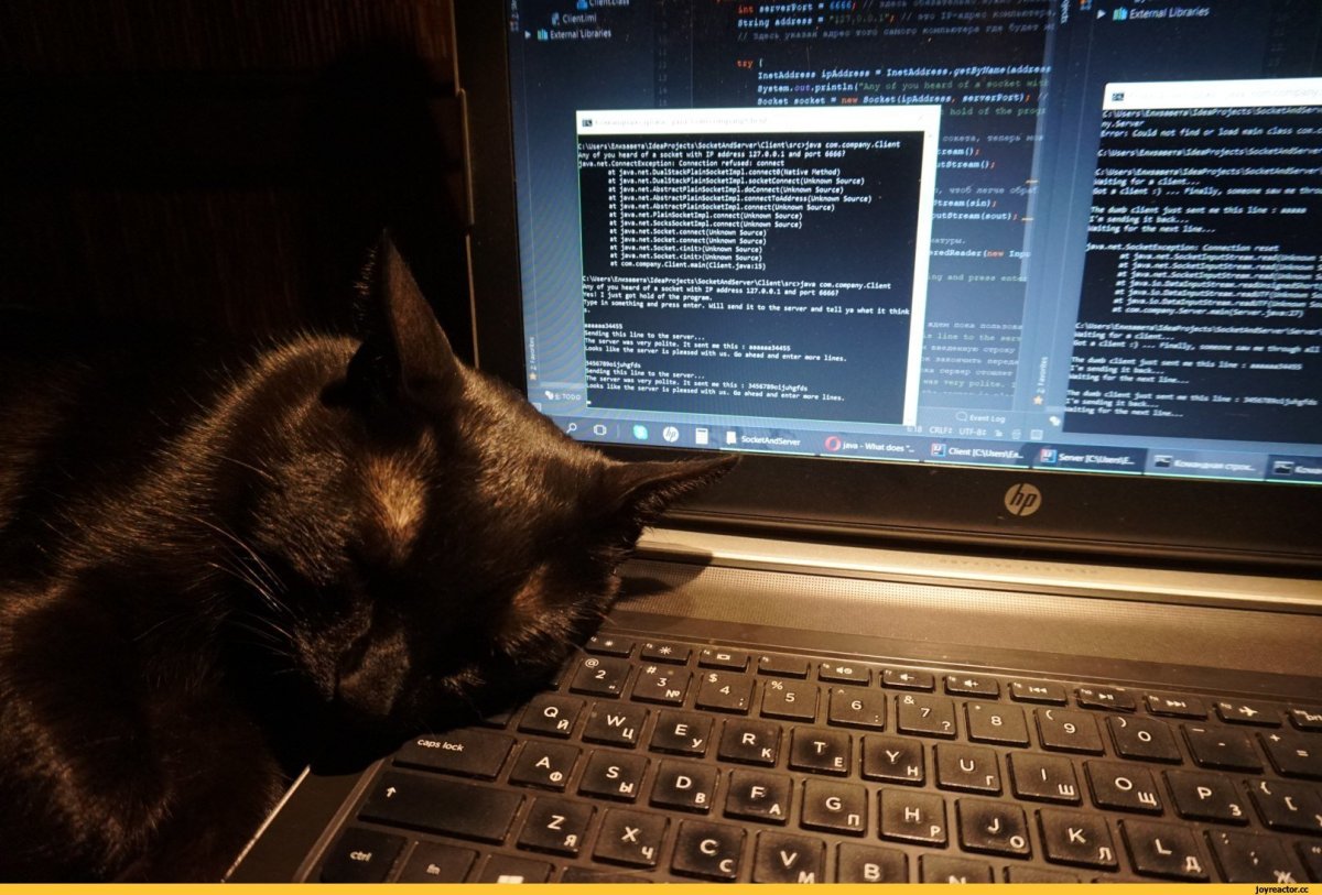 Кот Компьютерщик