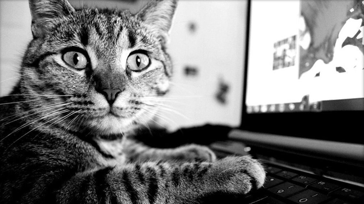 Кошка за компьютером
