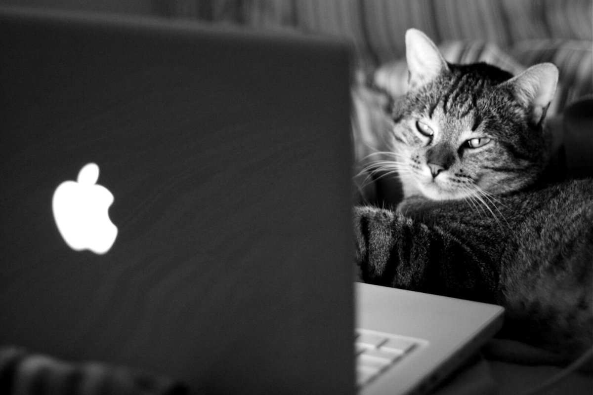 Кот с макбуком