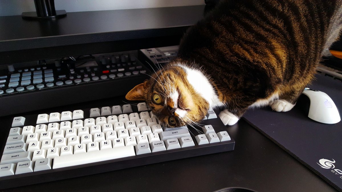 Кот на клавиатуре