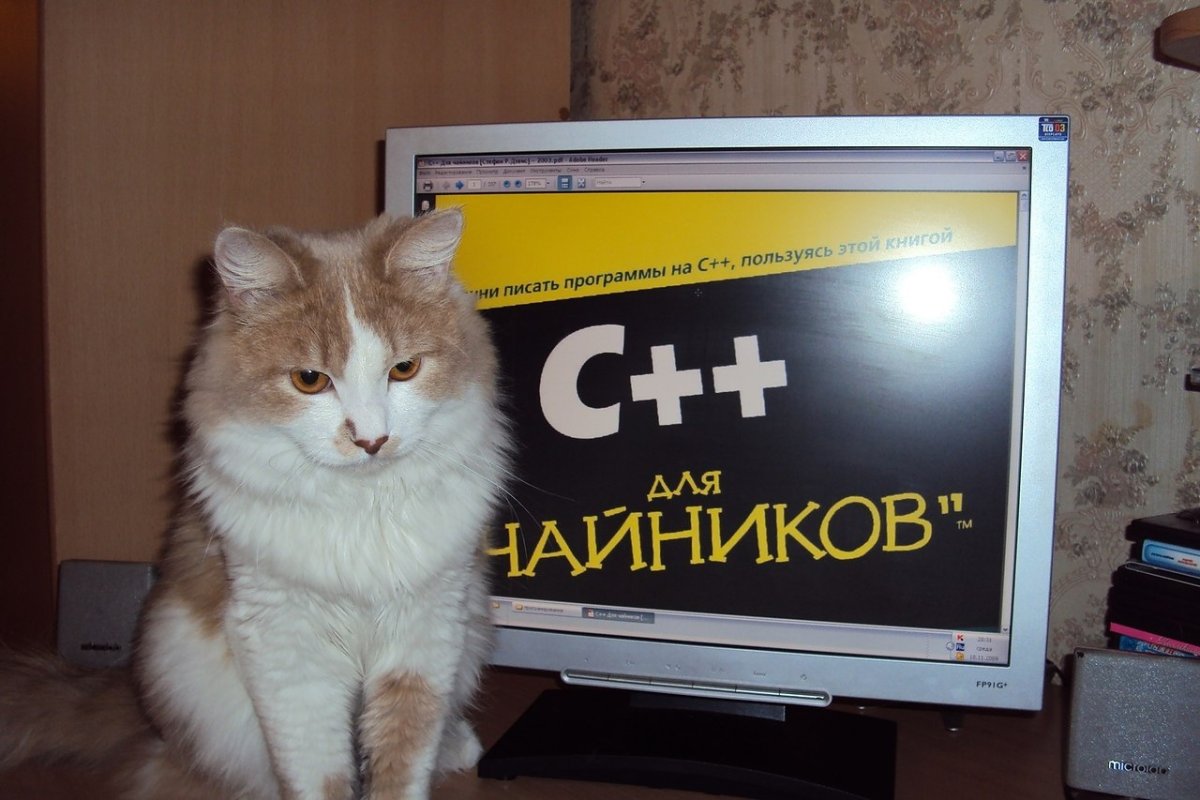 Коты программисты