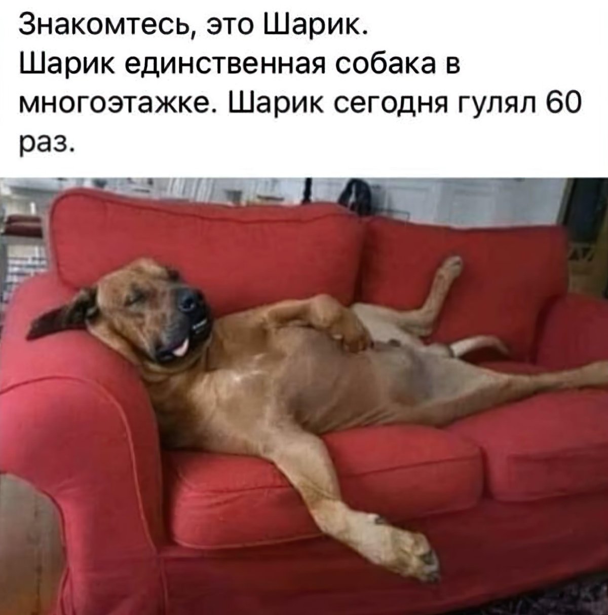 Анекдоты про собак