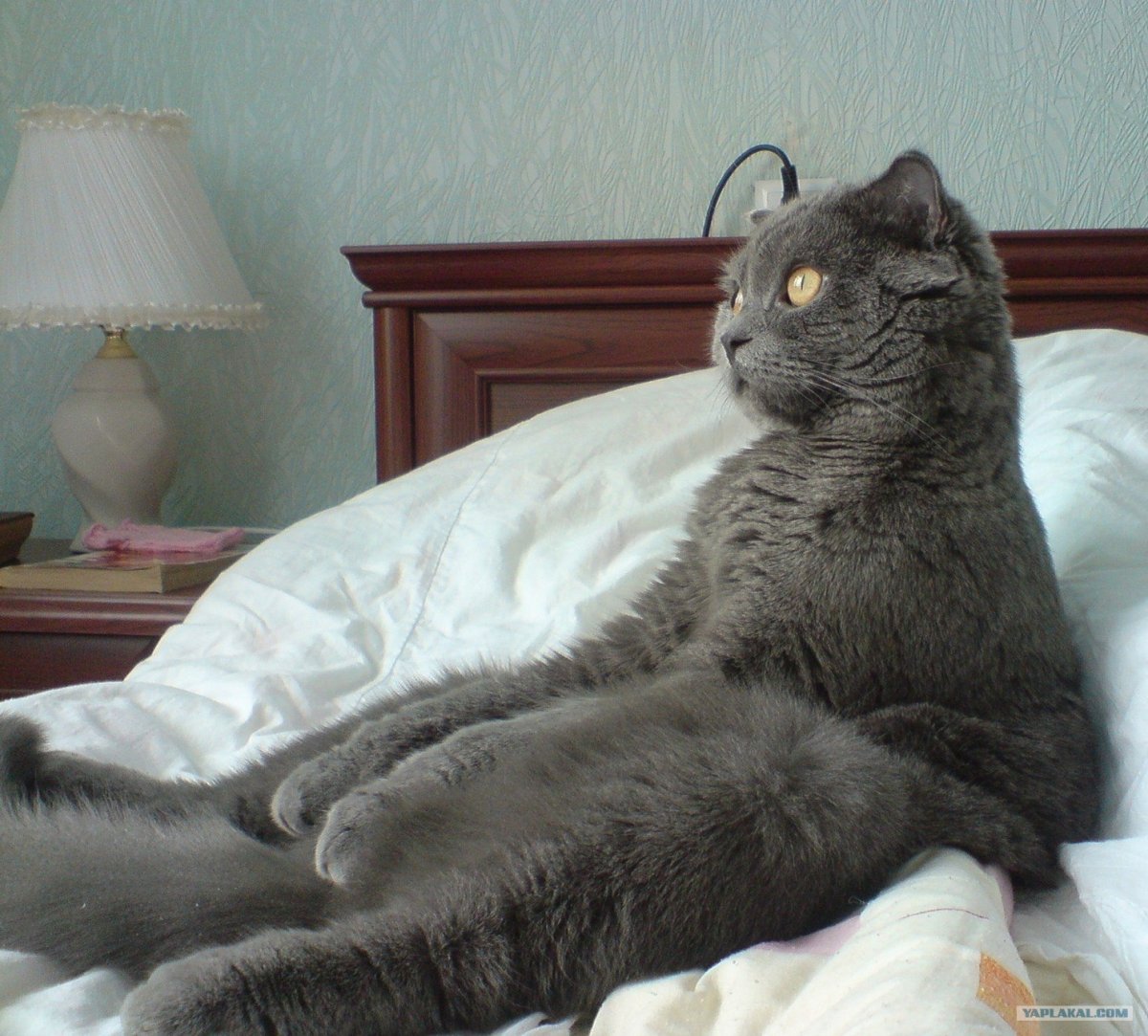 Кот только проснулся