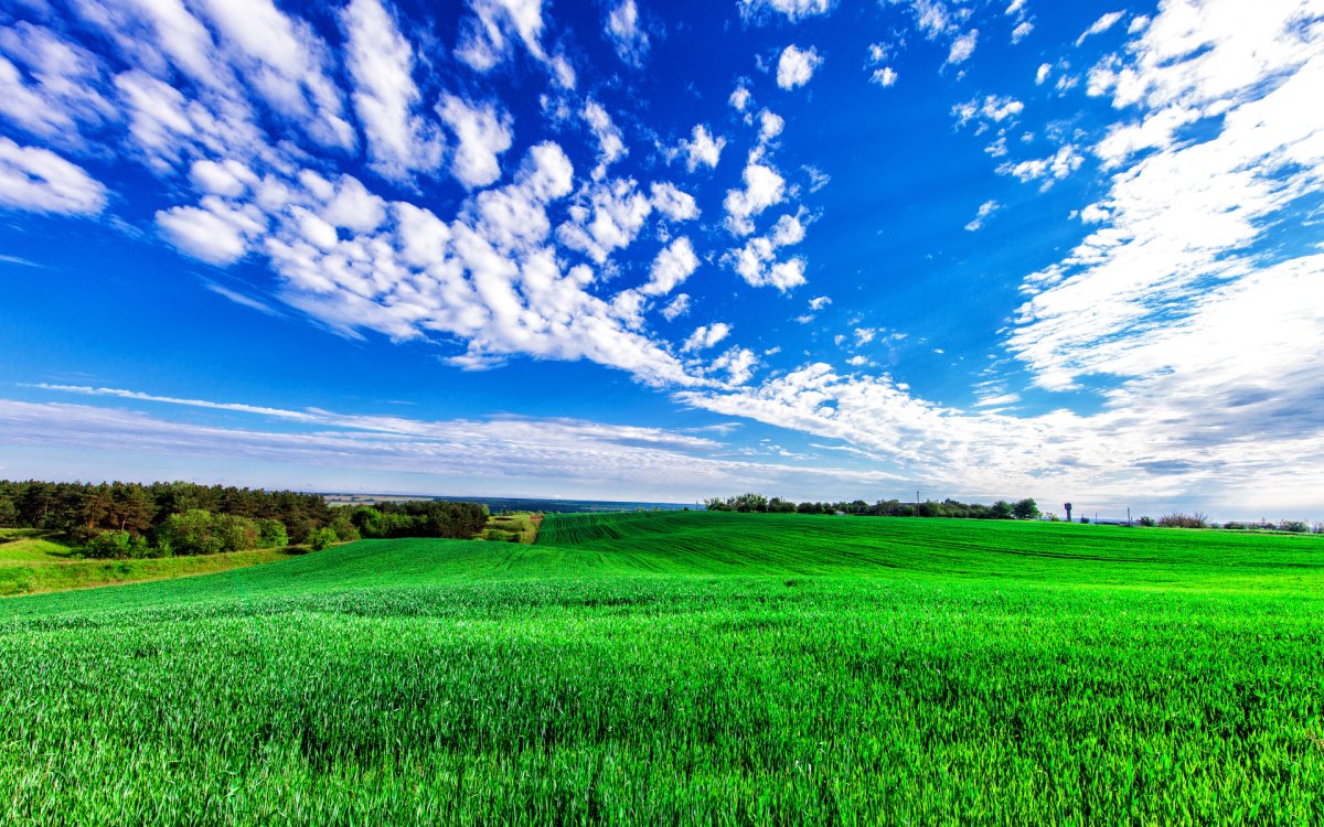 Зеленый пол