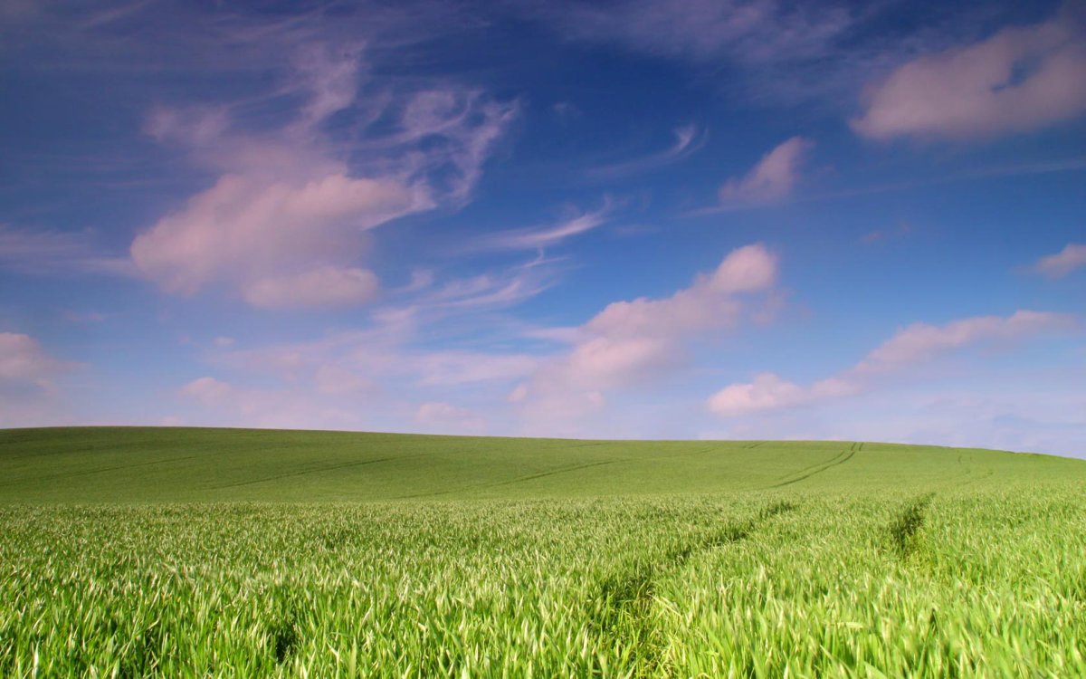 Пейзаж поле
