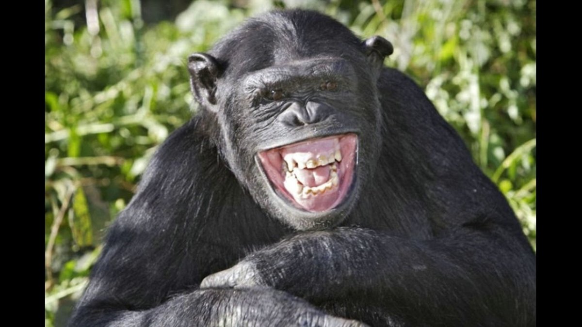 Лошадь ржет