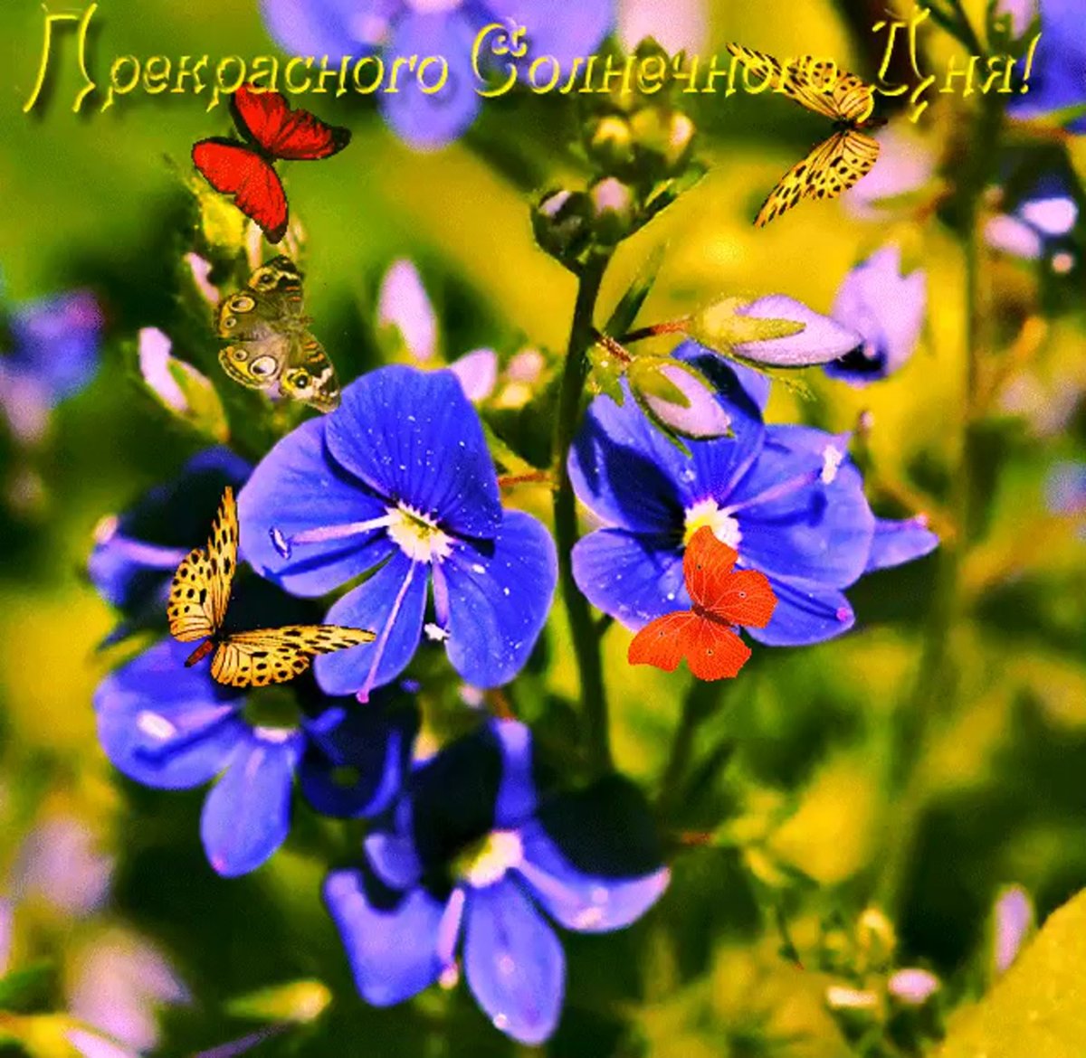 Прекрасного солнечного дня