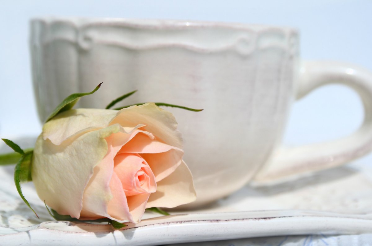 Нежные цветы утро