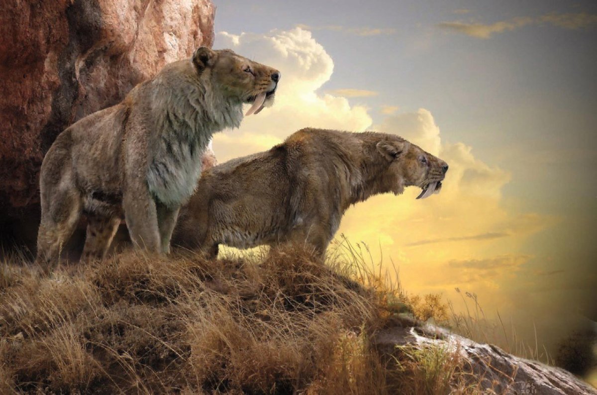 Лев одиночка