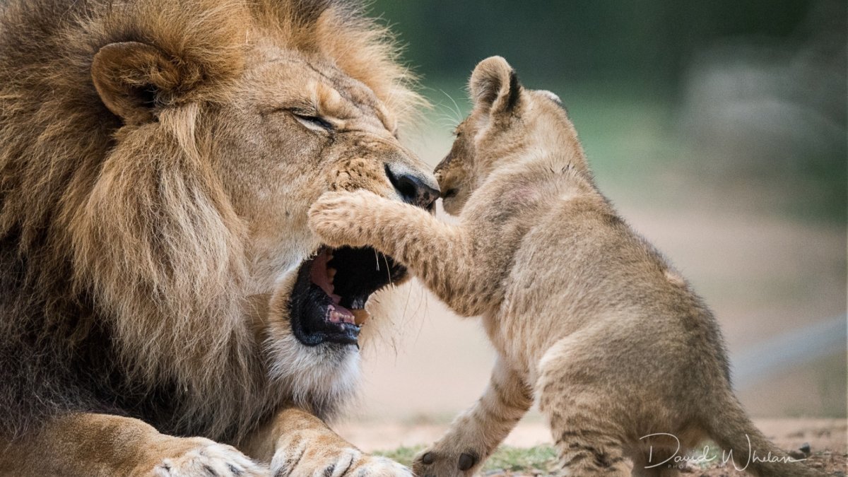 Aaron Blaise медведь