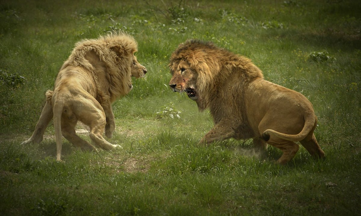 Оскал медведя