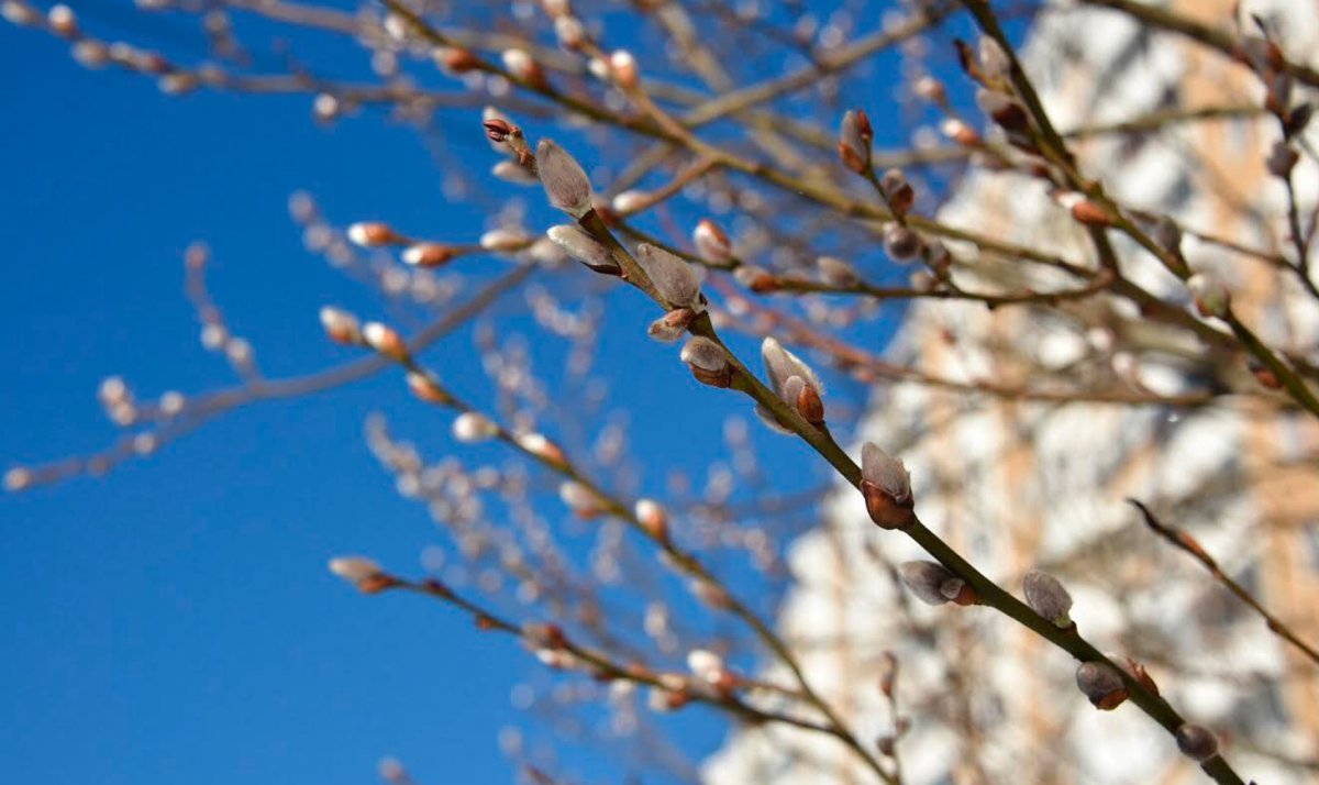 Теплая ранняя Весна