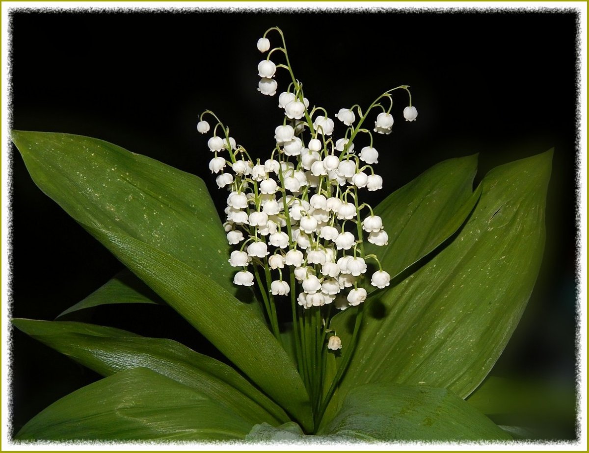 Ландыши Пинтерест