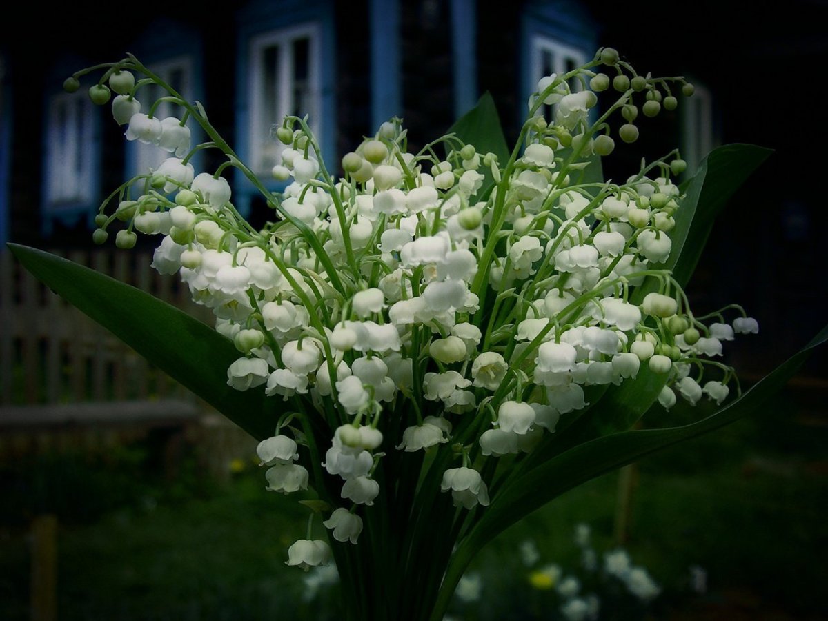 Утро Весна цветы