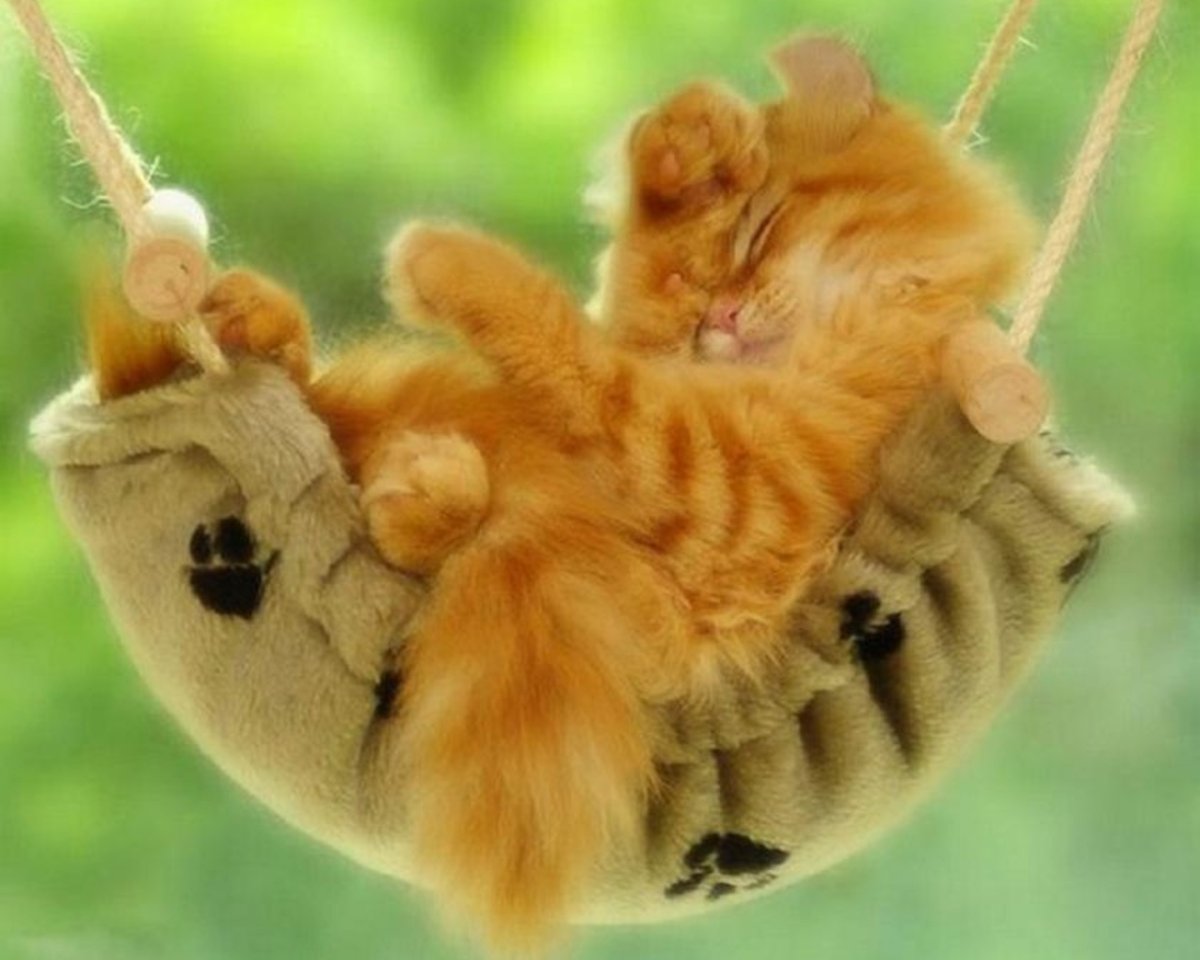 Счастливый рыжий кот