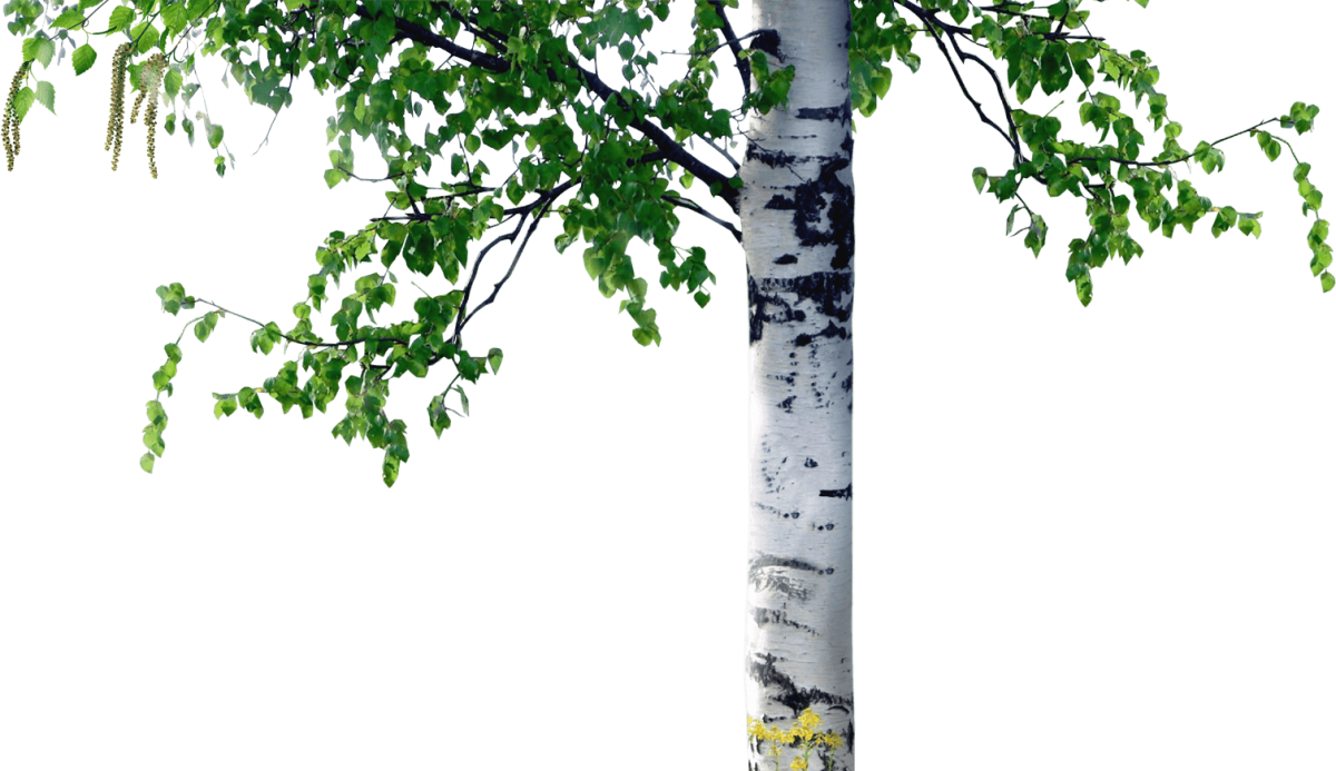 Береза на белом фоне