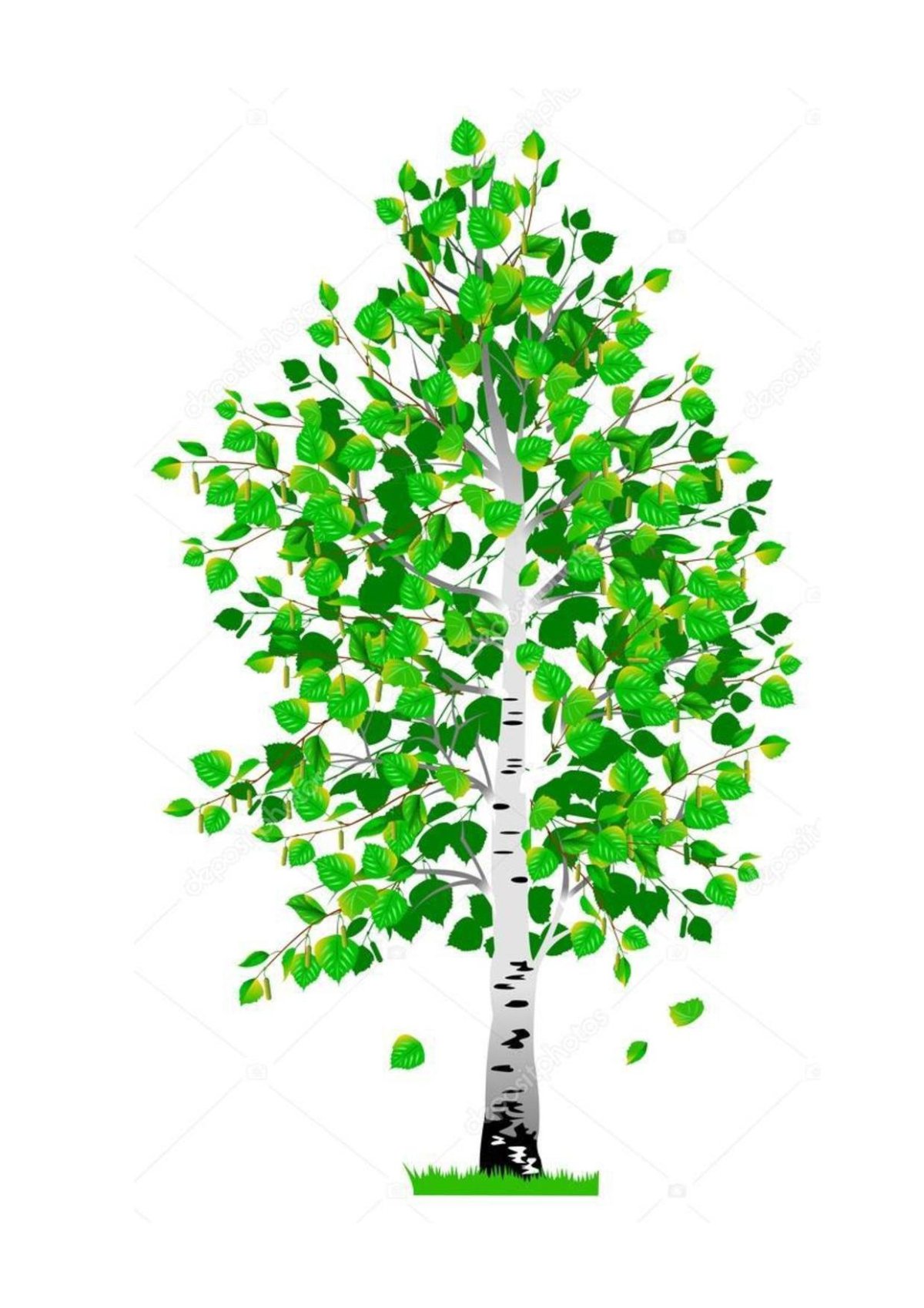 Береза для детей