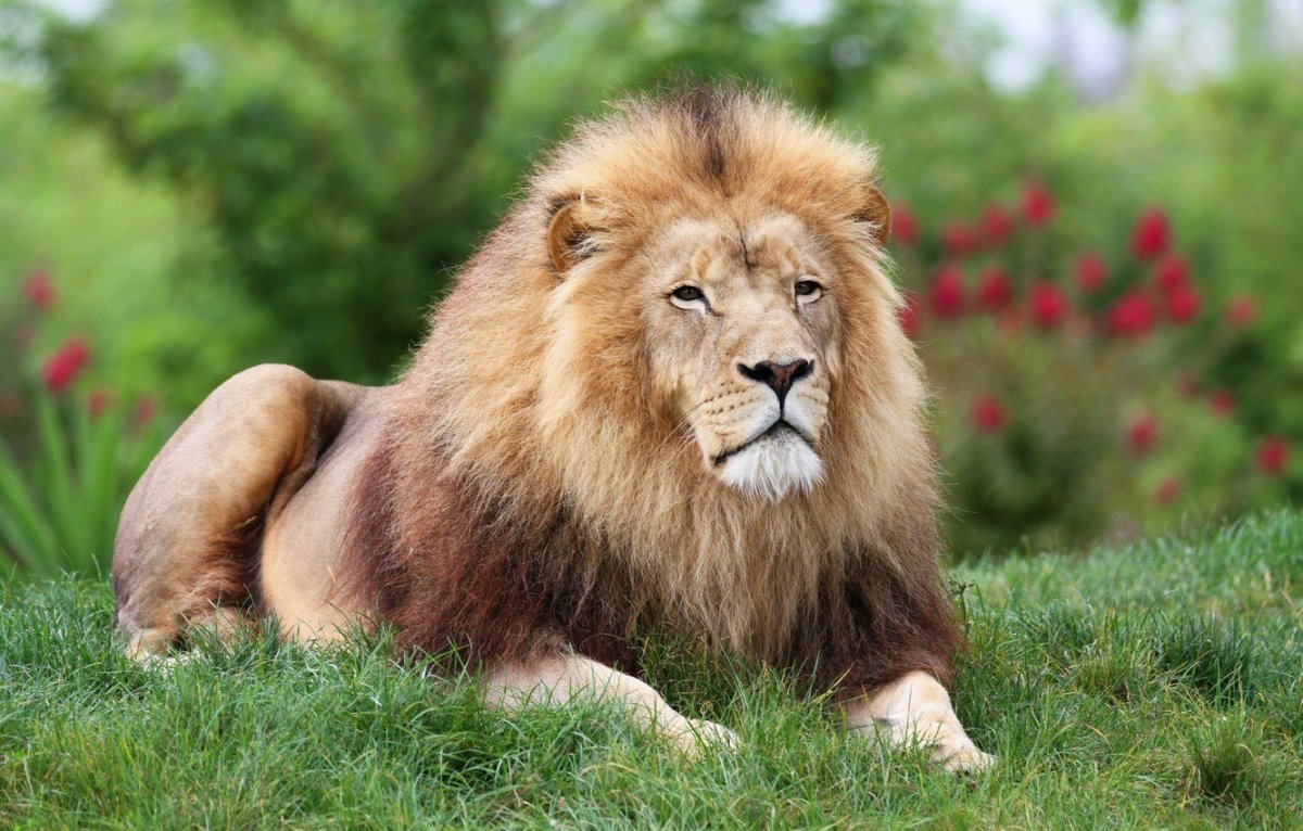 Красивый Лев