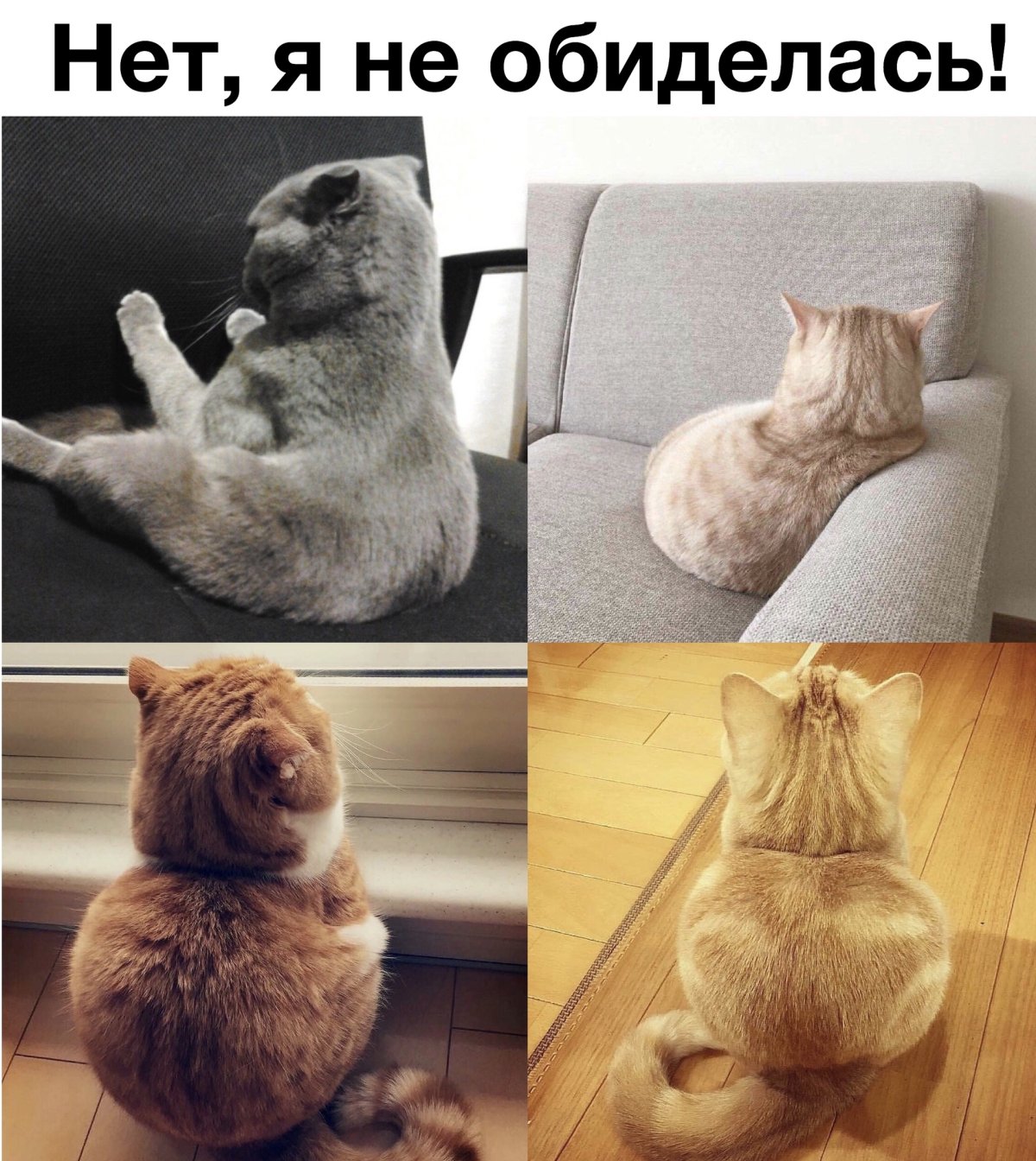 Кошка обиделась