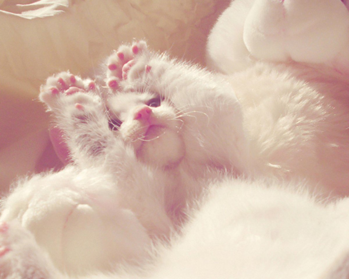 Нежные котята