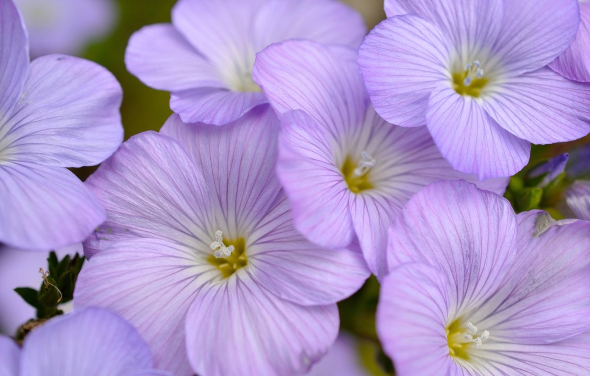 Лён растение