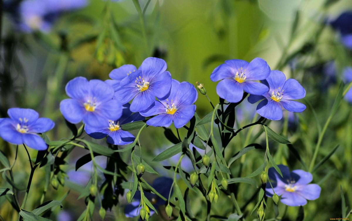 Лен Луговой