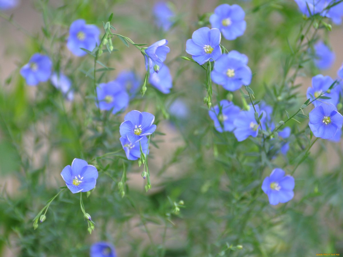 Лён крупноцветковый (Linum grandiflorum)