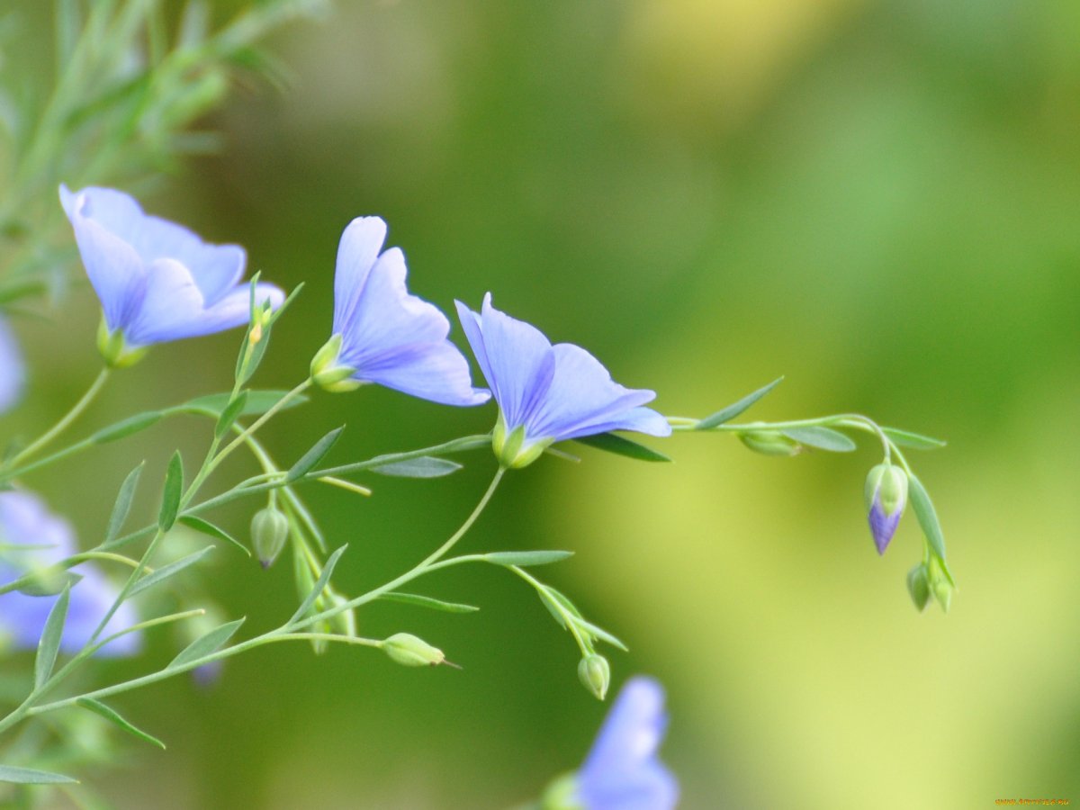 Лен полевой цветок