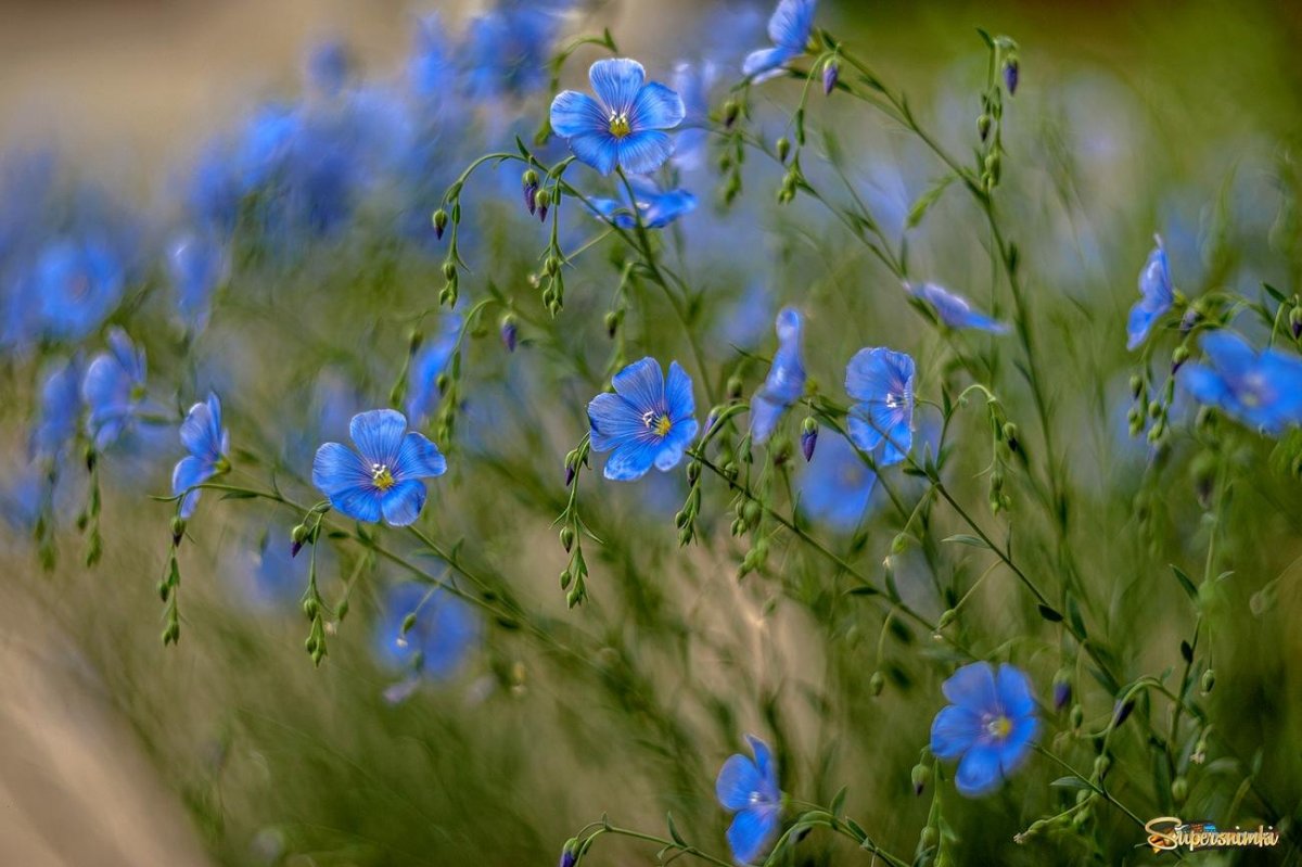 Сибирский льон