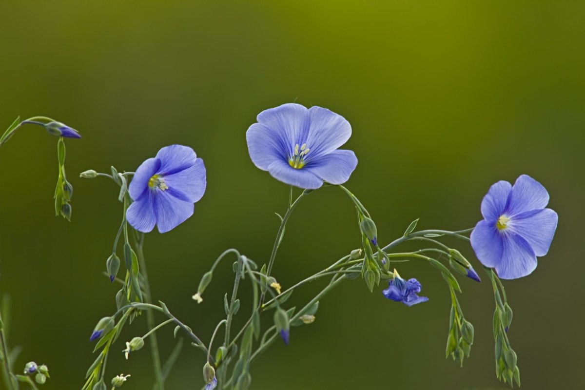 Лен обыкновенный - Linum usitatissimum
