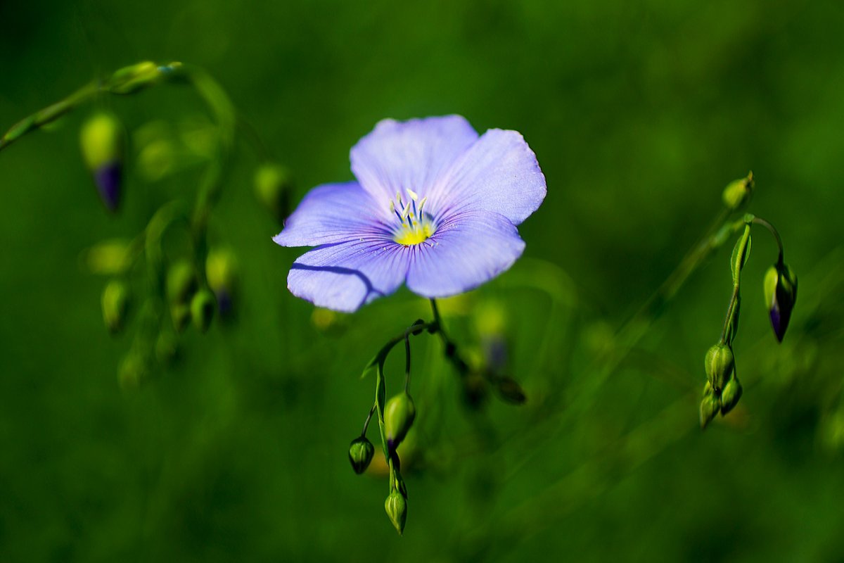 Лен ПРЫГУНЕЦ