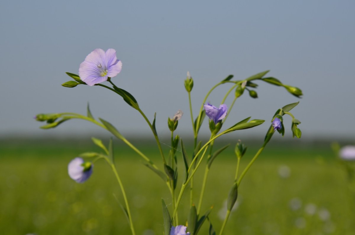 Лен Андерсен