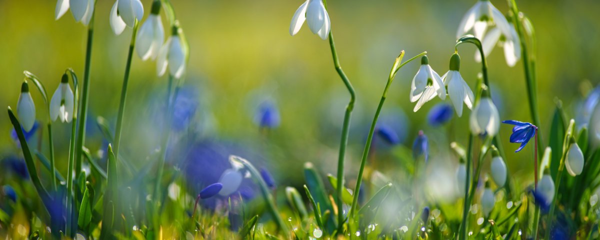 Проект стихи о весне