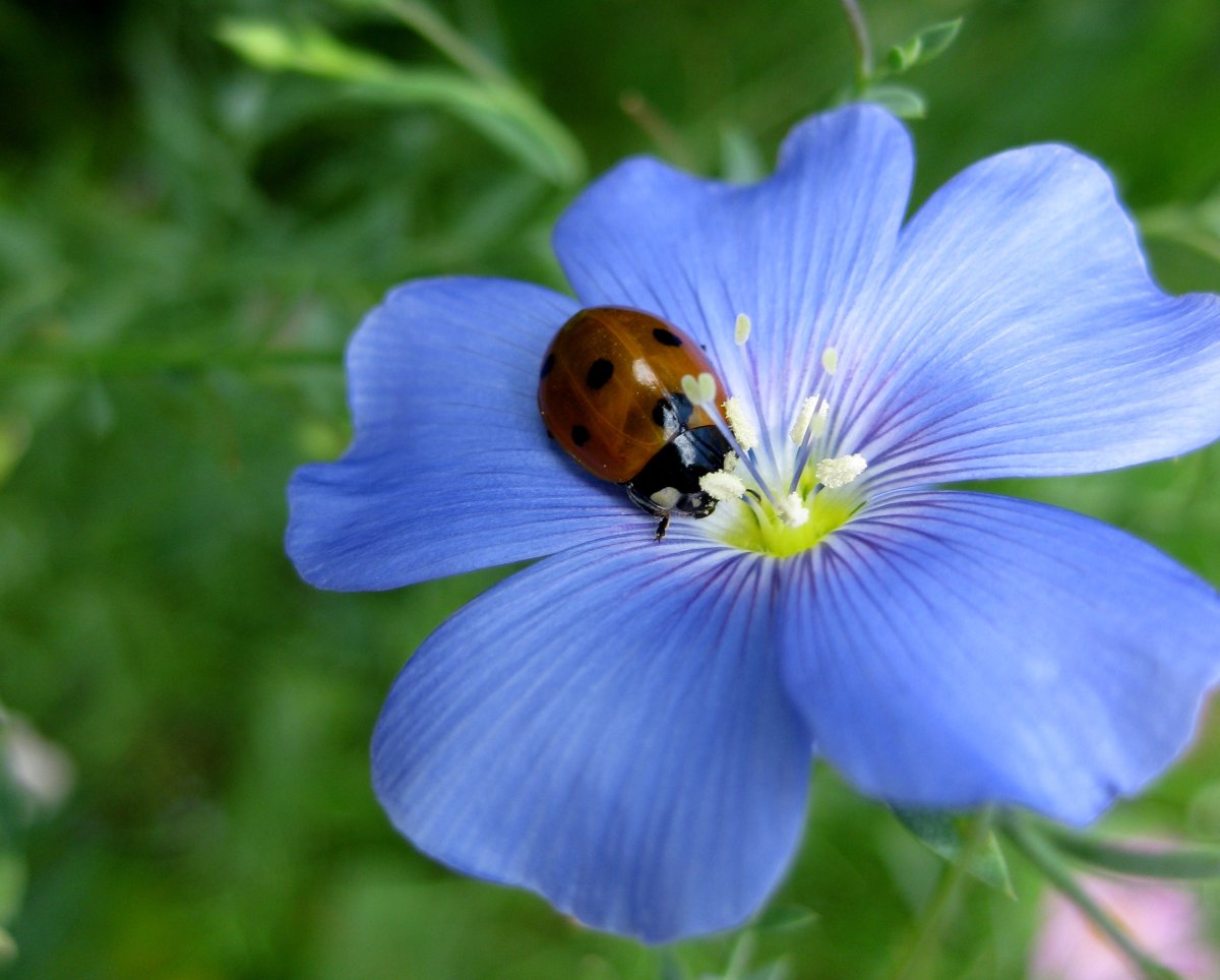 Лен цветет Макросъемка