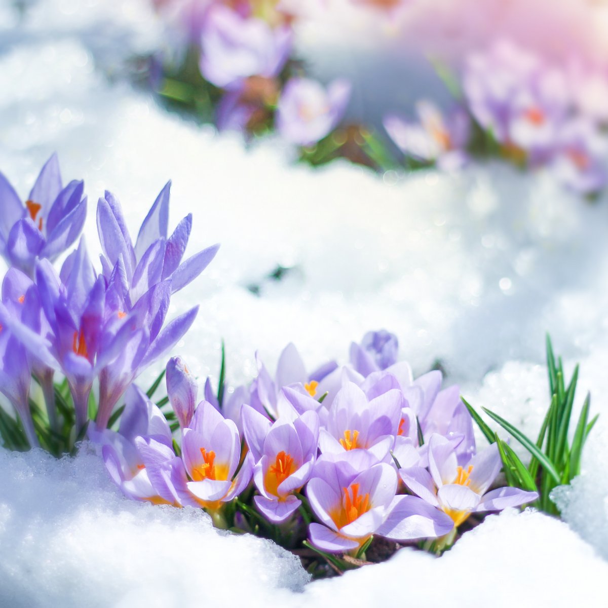 Ранняя Весна