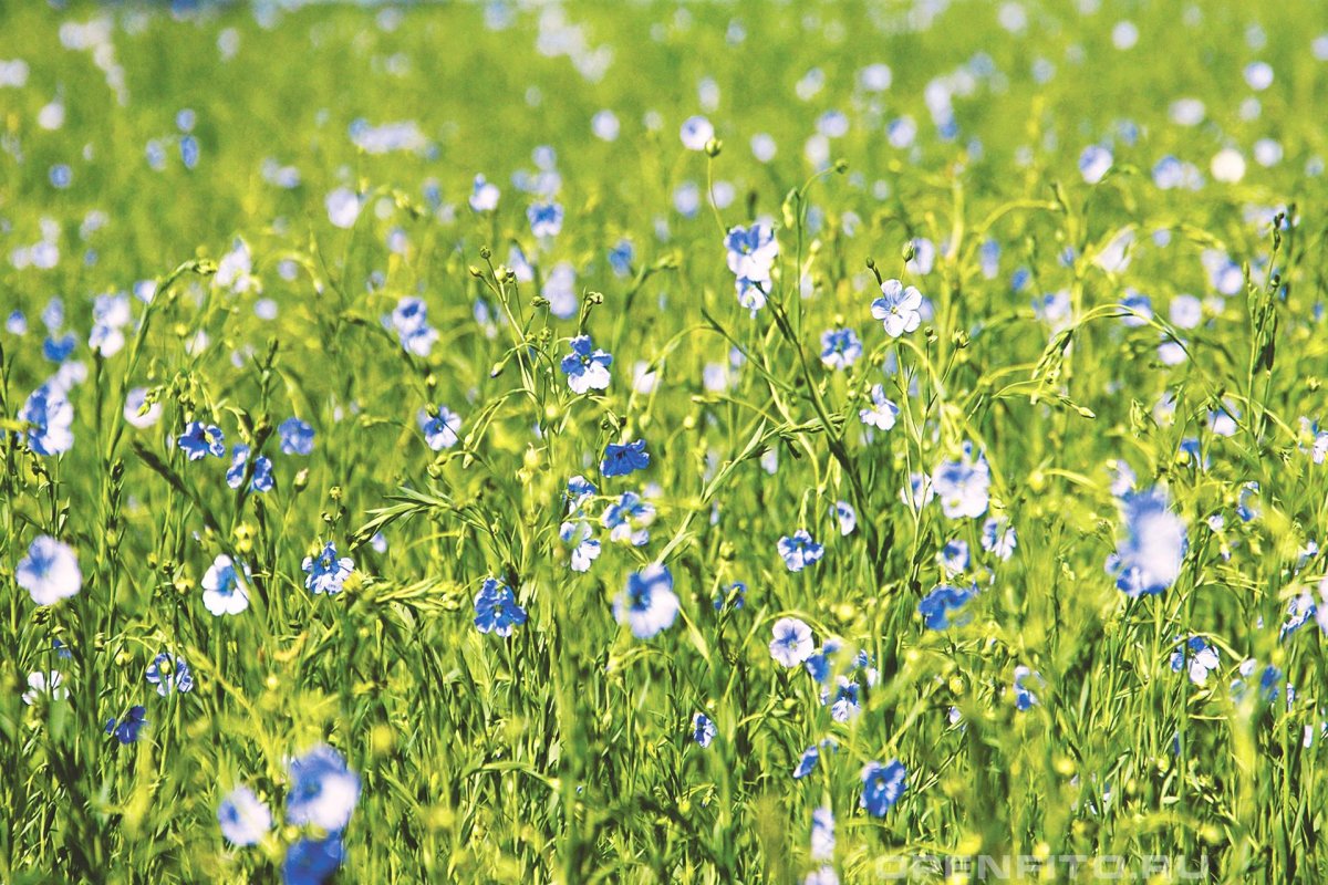 Цветущее поле льна