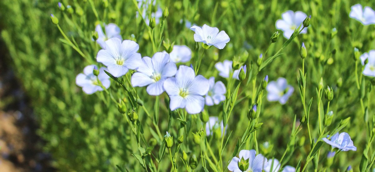 Лен обыкновенный ЛРС