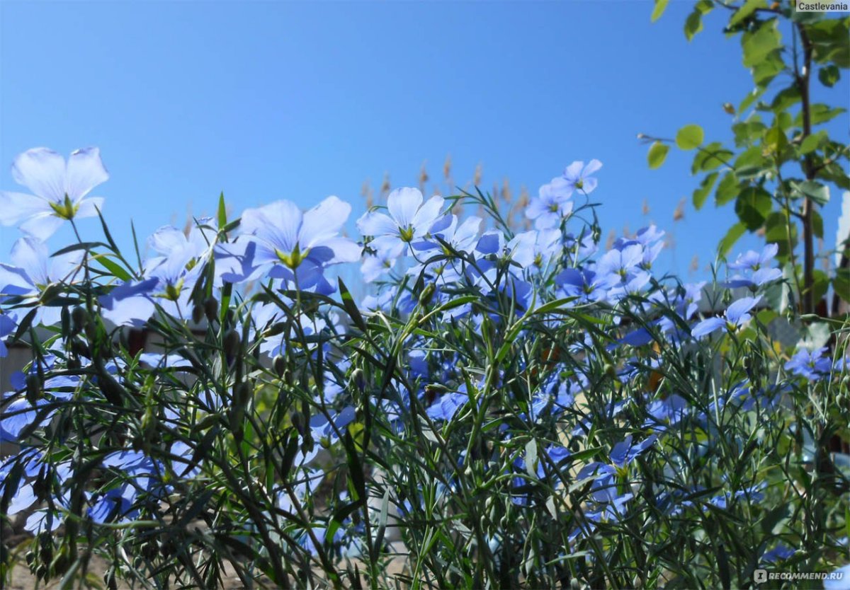 Цветущий лен