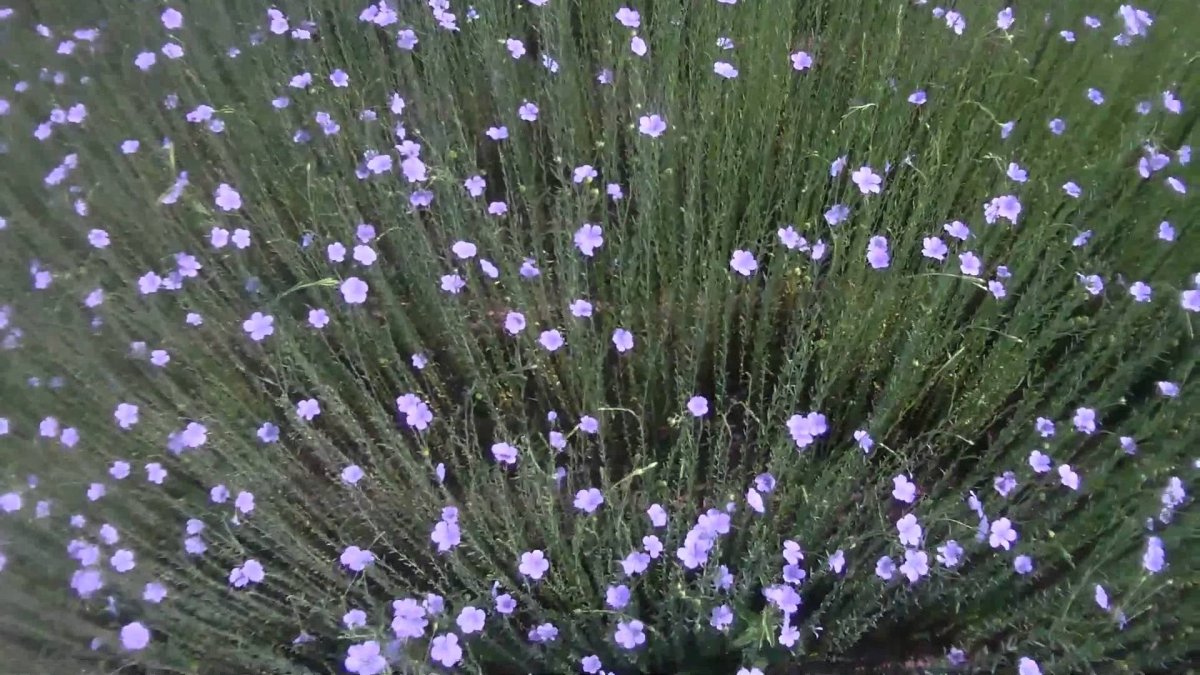 Лён Пелигрим