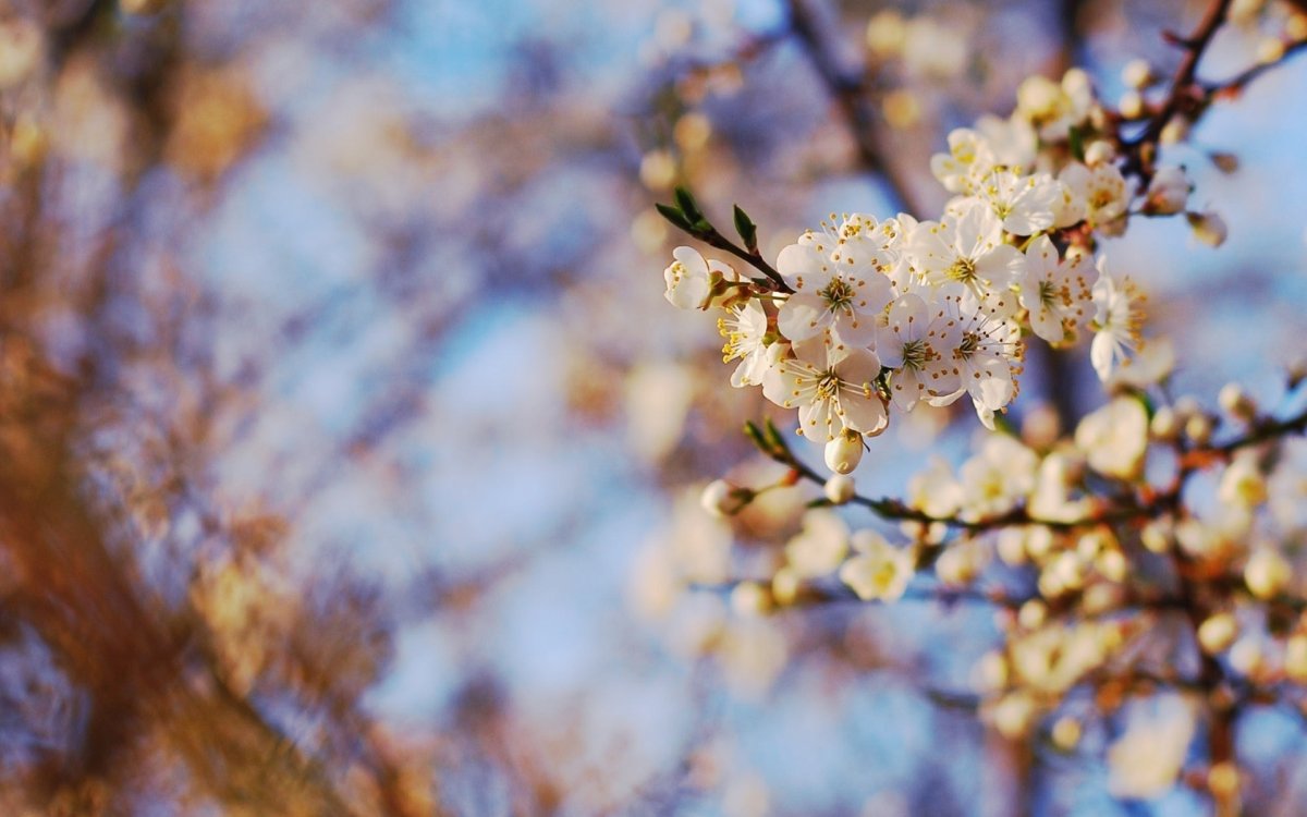 Весна панорама