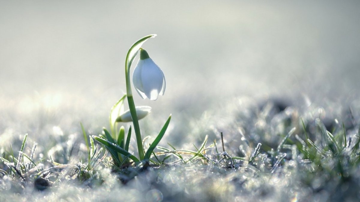 Весна в голубом цвете