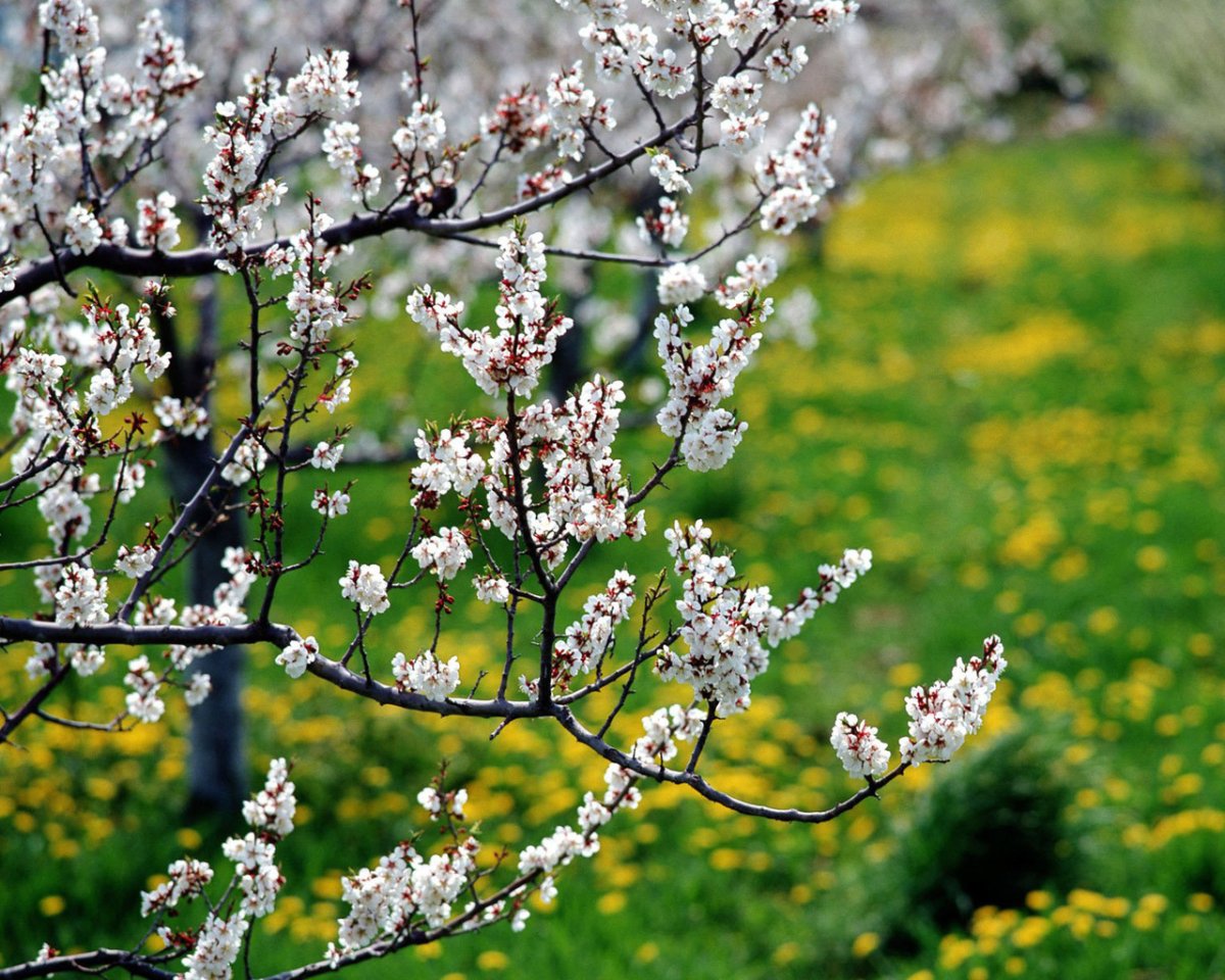 Цветы вишни