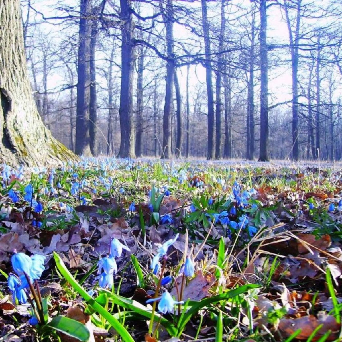 Василиса – вешней воды указательница
