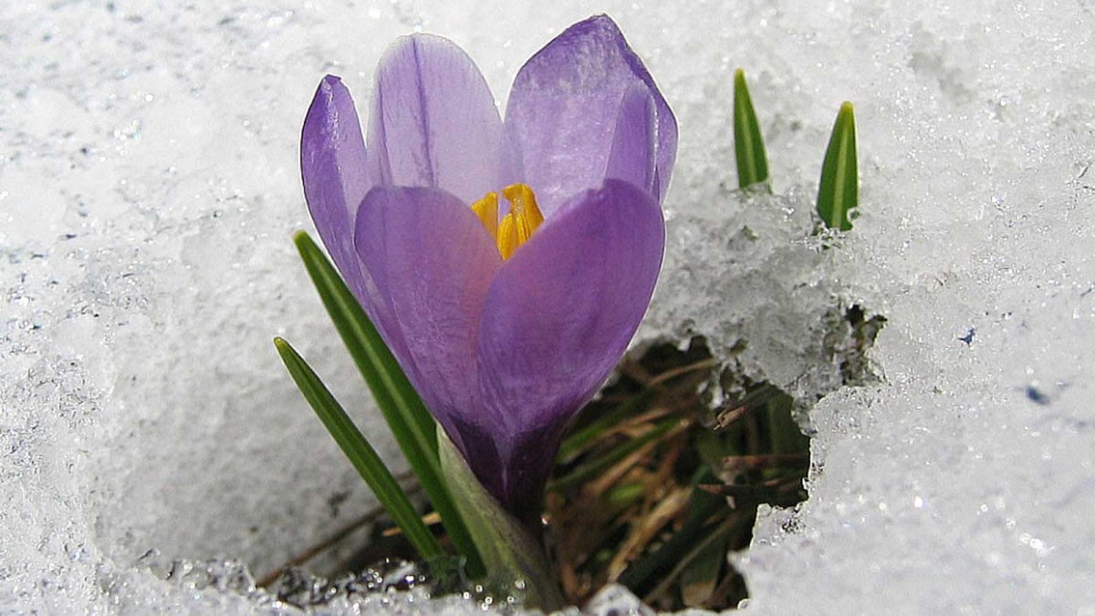 Природа весной