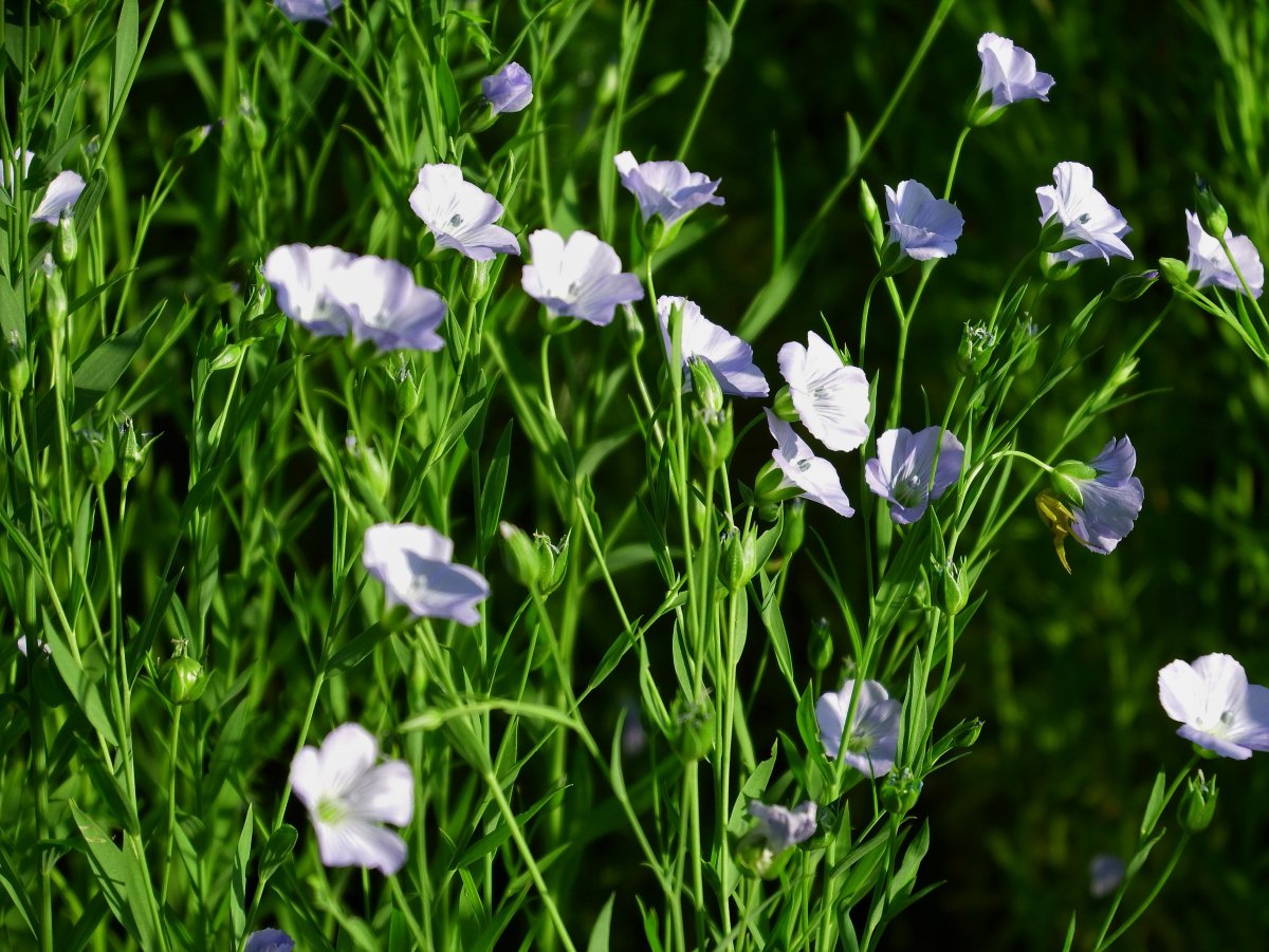 Лен многолетний "Diamant"