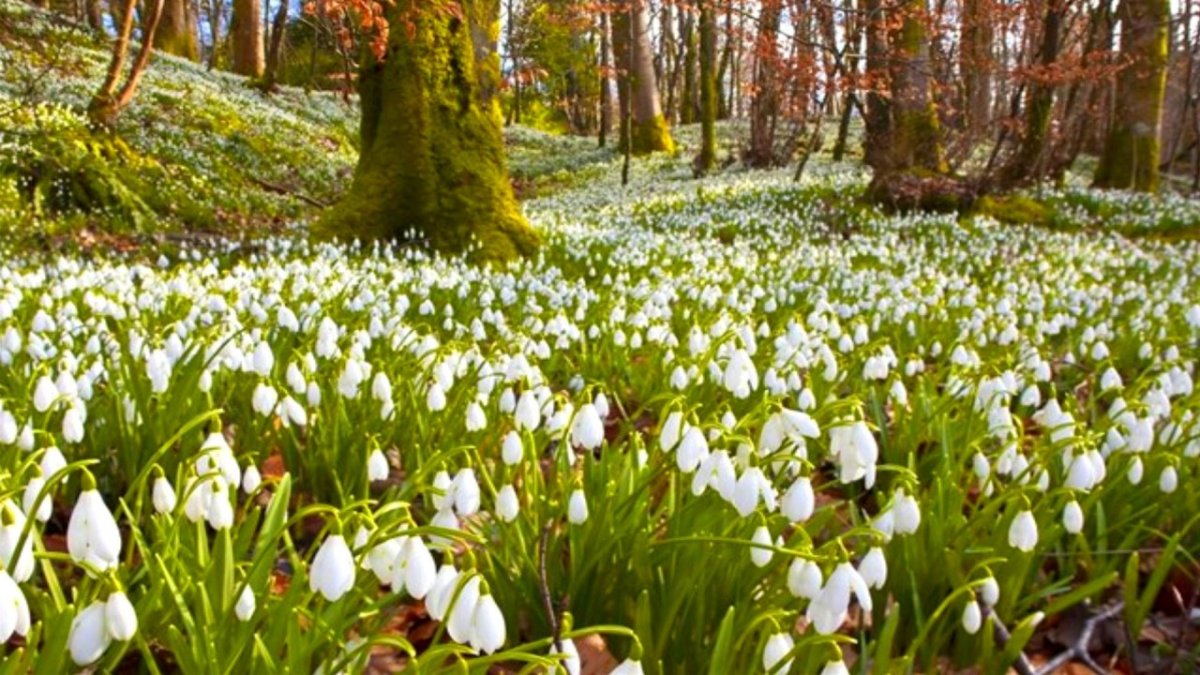 Природа весной