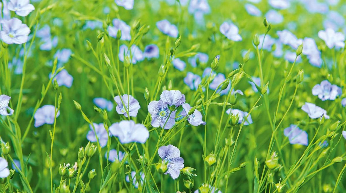 Фон лен растение